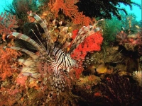 Красоты подводного мира Красного моря